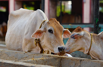 Gau Seva